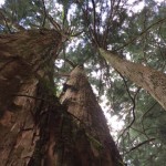 15.6.1玉置(1)